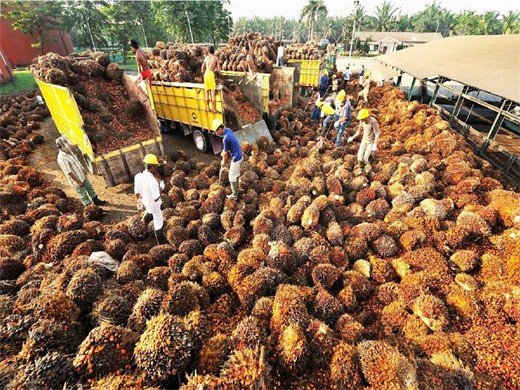 extracto de palma enana americana más máquina de aceite de semilla de calabaza en Paraguay